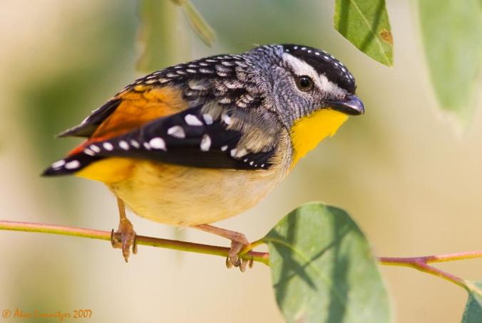 Spotted-Pardalote