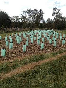 254 Trees for Mum