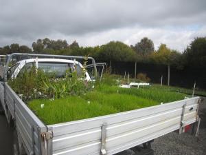 This is what 1,800 plants looks like