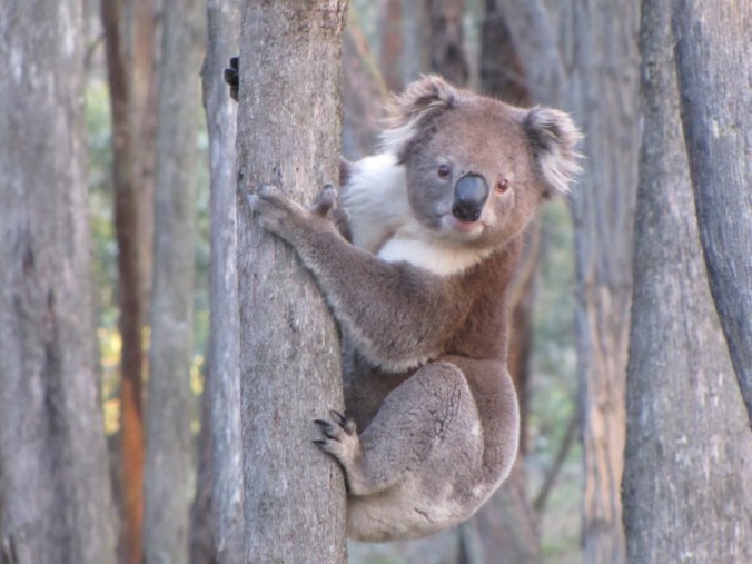 koala