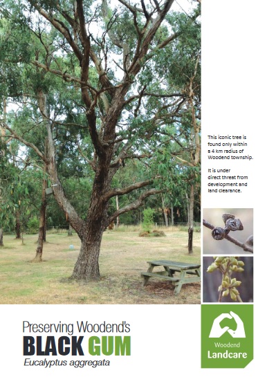 preserving-woodends-black-gum