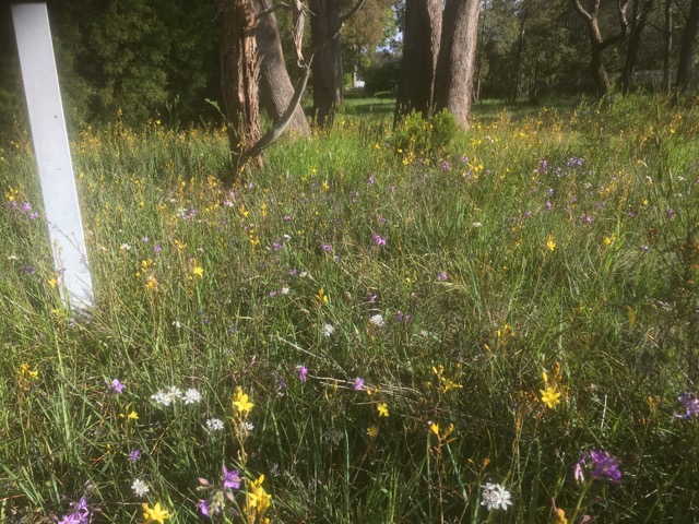 wildflowers-quarry-rd