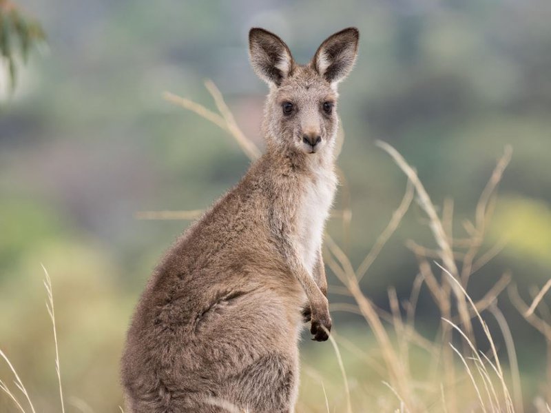 eastern_grey_kangaroo.8d02488.width-800.cdc7286