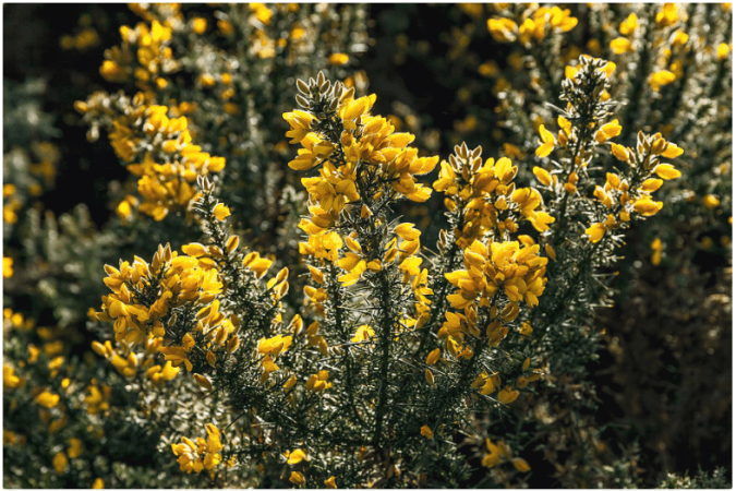 Gorse