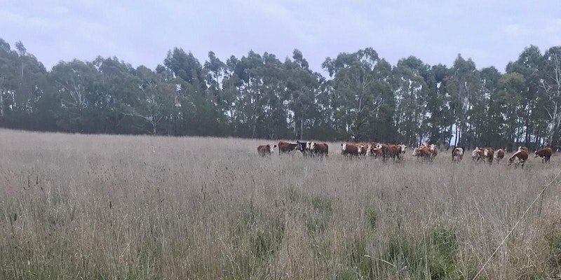 cows in field
