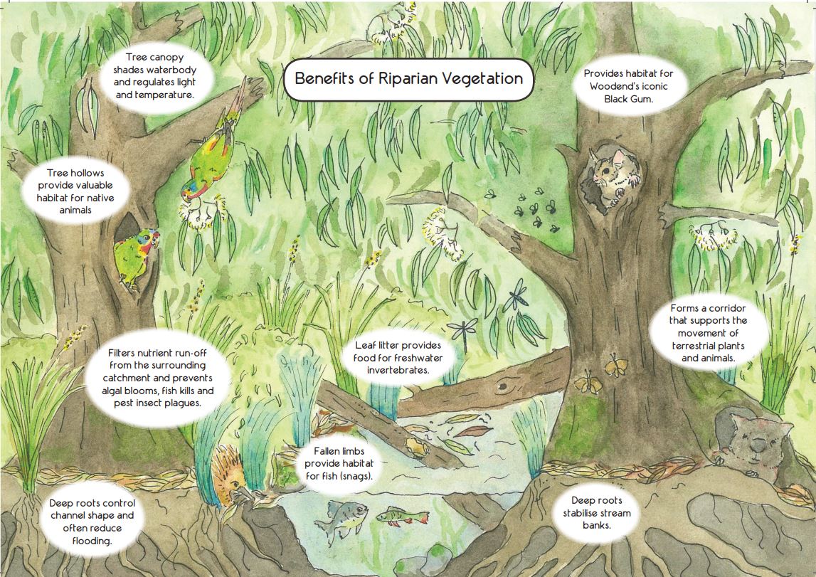 Benefits of riparian vegetation image